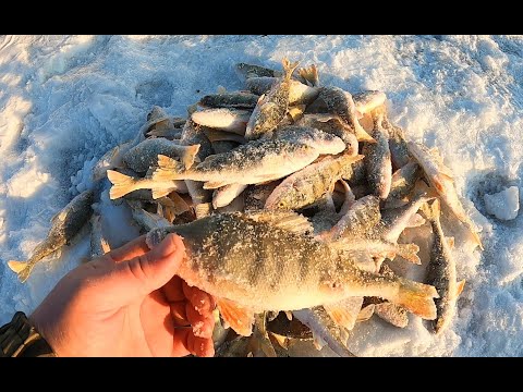 Видео: Рыбалка как в сказке! Безумный клёв окуня! Зимняя рыбалка на мормышку!
