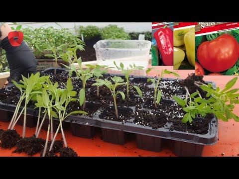 Видео: Избегайте этих ошибок — вот как вырастить рассаду из семян