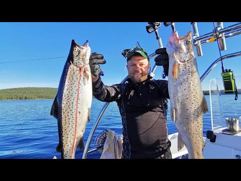 Видео: Лососевая рыбалка на озере Пяозеро. Август 2024