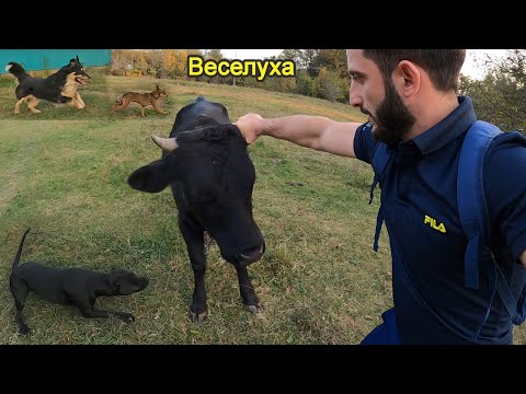 Видео: БЫК АТАКУЕТ ! ПИТБУЛЬ Багира защитила! Колобок погнал тоя/потом той Колобка) прогулка на пикник.