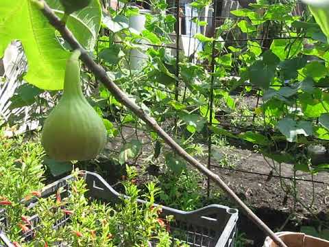 Видео: ВИЗРІВАЮТЬ ІНЖИРИ,ГРАНАТИ І МАРАКУЙЯ В ХАРКОВІ