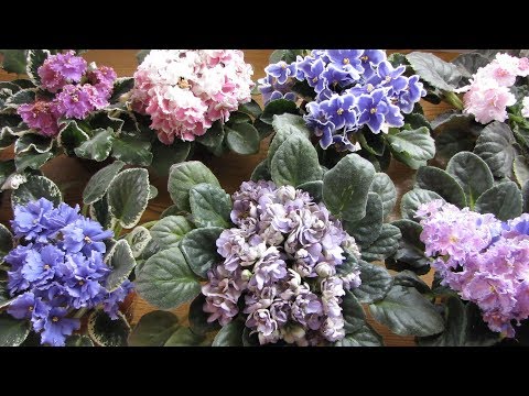 Видео: Фиалки как ухаживать чтобы цвели и радовали! Секретный раствор для полива!!!