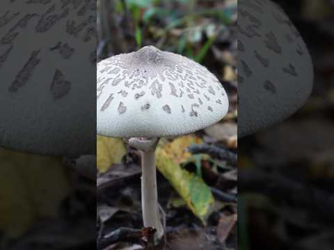 Видео: Гриб-зонтик вели́кий, Гриб-парасолька вели́кий, Macrolepiota procera #mushroom #nature #природа