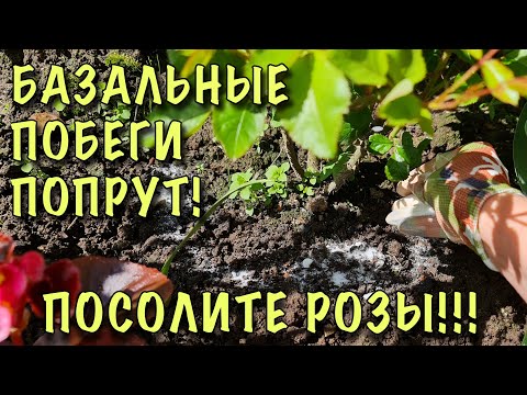 Видео: БАЗАЛЬНЫЕ побеги ПОПРУТ! Просто ПОСОЛИТЕ РОЗЫ!