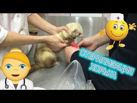 Видео: СТЕРИЛИЗАЦИЯ ХОРЬКА / КАК МЫ ЕЗДИЛИ СТЕРИЛИЗОВАТЬ ХОРЬКА МАЛЫША