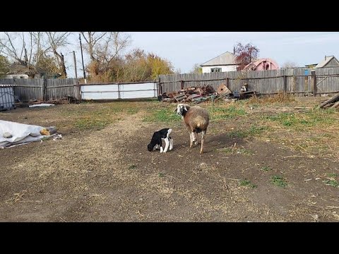 Видео: Аяғы сынған қой қоздады.Сабан тасу.