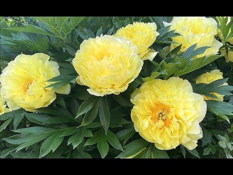 Видео: Пионы в моем саду