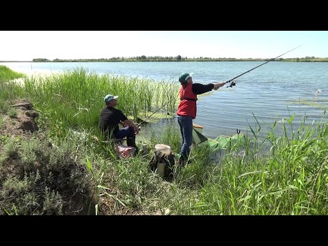 Видео: Рыбалка. Отдыхаем, ловим карася. Июнь
