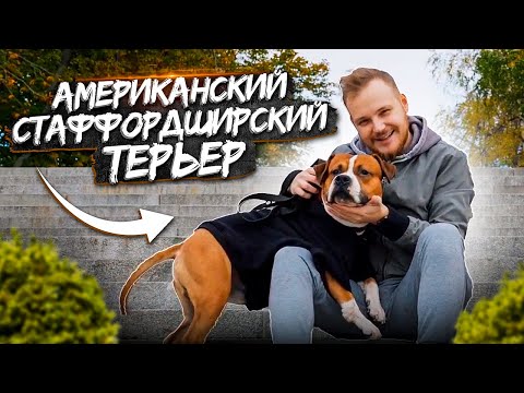 Видео: АМЕРИКАНСКИЙ СТАФФОРДШИРСКИЙ ТЕРЬЕР| все о породе| личный опыт владения породой АМ СТАФФ