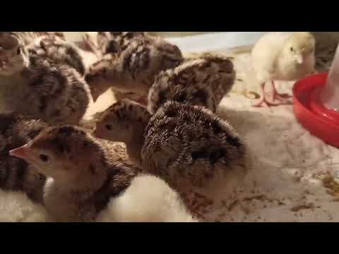 Видео: СУПЕР пропойка для индюшат! Что надо знать, чтобы вырастить здоровую птицу!