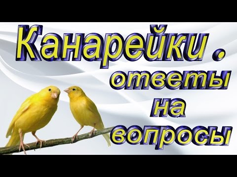 Видео: #Канарейки, ответы на вопросы ч.2