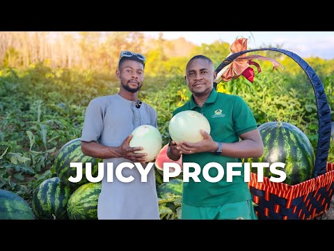 Видео: Как заработать миллионы на выращивании арбузов