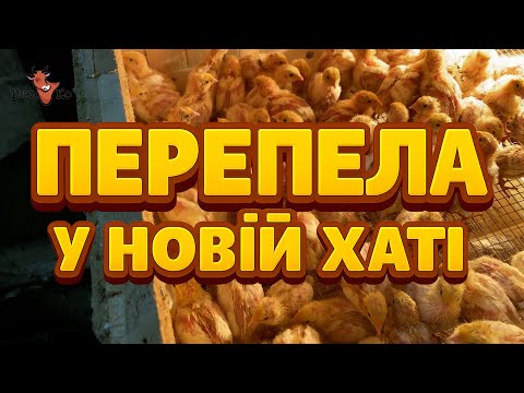 Видео: Перепела в новій хаті — тепер живуть краще за мене 😅