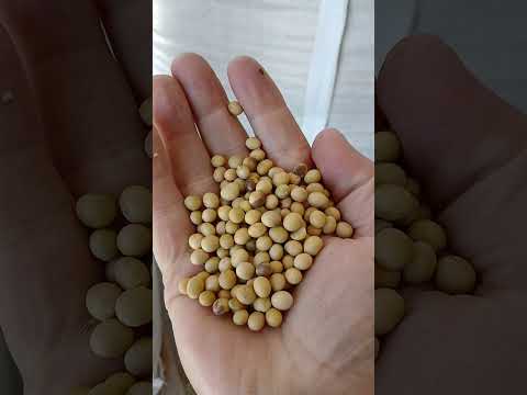 Видео: Соя Аббі-маємо шо маємо!