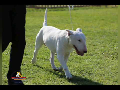 Видео: Красивая фотоподборка 📸 🐾💕 Дэнни Бультерьер 16.10.2025 ADLA-FCI CAC CACIB BIV II