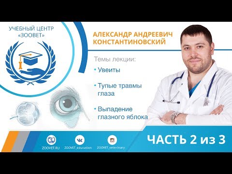 Видео: А.А. Константиновский УЦ ЗООВЕТ | Увеиты. Тупые травмы глаза. Выпадение глазного яблока. Часть 2/3