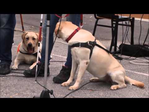 Видео: 38 ОУ - празник