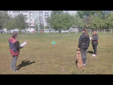 Видео: ЧРТ-2024 по Обидиенс. Обидиенс-1. Сибгатуллина Надежда и малинуа Егоза. 2 место, 250 б., "оч.хорошо"