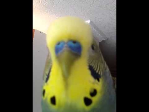Видео: говорящий попугай Яша