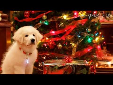 Видео: Рождество.В поисках Санта Лапуса.