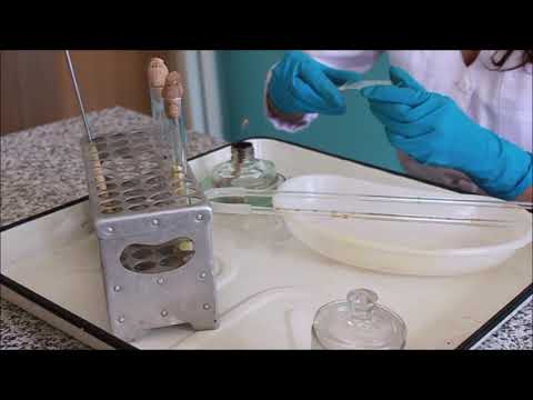 Видео: Приготовление мазков препаратов