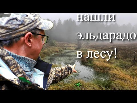 Видео: НАШЛИ ЭЛЬДОРАДО В ЛЕСУ ПОДМОСКОВЬЯ!