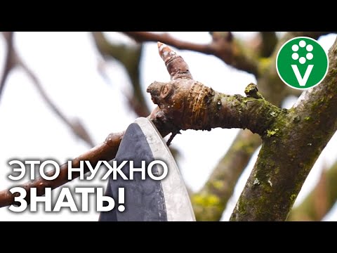 Видео: КАК НЕ ОБРЕЗАТЬ УРОЖАЙ? Полный обзор плодовых почек