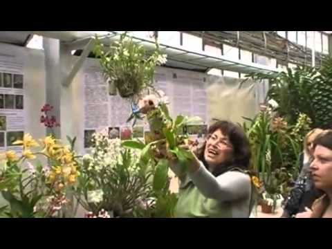 Видео: Пресаждане на орхидеи (3) How to transplant orchids.flv