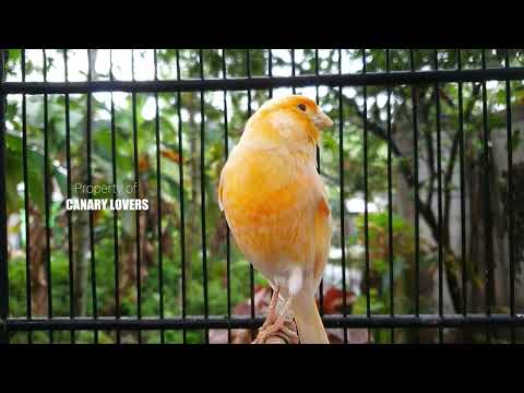 Видео: 24 | CUIT-CUIT❗ ПОЛНЫЙ ЭНЕРГИИ ❗❗Для дрессировки вашей молодой канарейки! #канарейка #мастеринг