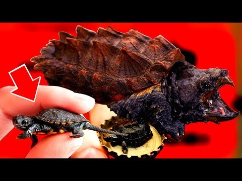 Видео: 10 фактов про ЧЕРЕПАХ, какие черепахи самые БОЛЬШИЕ в мире