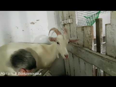 Видео: Дойка коз.Козовник.Содержание коз.У Нади в Тавде.