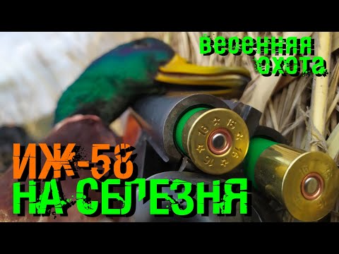Видео: СУПЕР-ОТКРЫТИЕ ОХОТЫ НА СЕЛЕЗНЯ БЕЗ ПОДСАДНОЙ С МАНКОМ И ГОРИЗОНТАЛКОЙ ИЖ58 Красивые выстрелы. Клещи