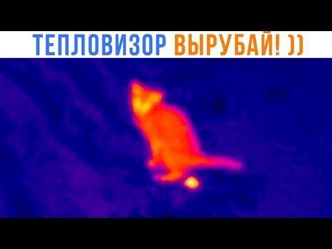 Видео: ТЕПЛОВИЗОР ВЫРУБАЙ! ))) Приколы с котами | Мемозг 1613