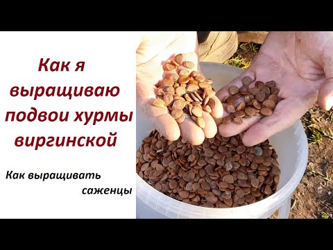 Видео: Выращиваем подвои хурмы Ч1