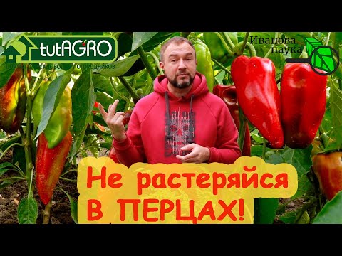 Видео: СЕКРЕТ БОЛЬШОГО УРОЖАЯ ПЕРЦА. Всё просто. Только есть маленькая хитрость!