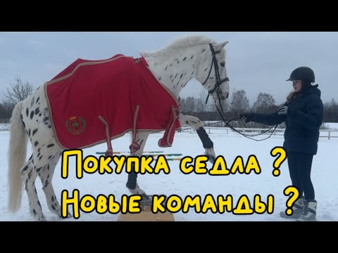 Видео: ВЛОГ С КОНЮШНИ !!! || ПОКУПКА СЕДЛА ?