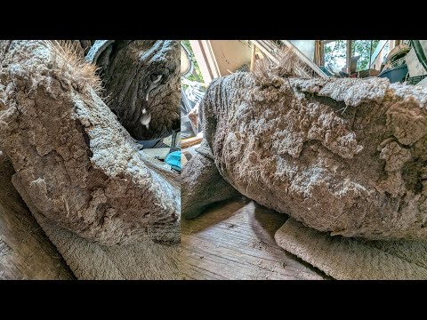 Видео: Возвращение О'Райана, покинутого и объявленного пропавшим, — это чудо, рожденное надеждой, заботой