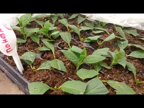 Видео: Зелёное черенкование метельчатой гортензии. Все о подкормках в кассетах.