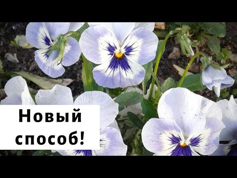 Видео: Успейте посеять виолу в декабре! Зимний посев