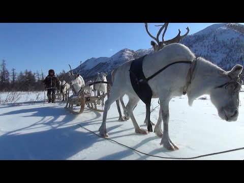 Видео: К эвенам-оленеводам Верхоянской тайги.