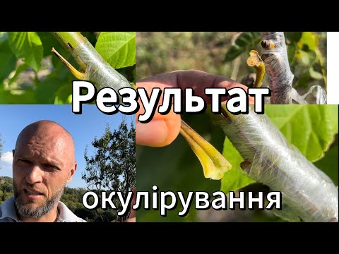 Видео: Прижилося чи ні??? По чому зрозуміти? Результат окулірування через 10 днів.