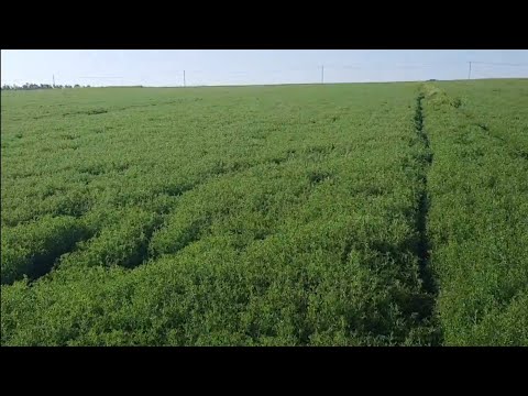 Видео: Чечевица по системе No-Till на Кубани