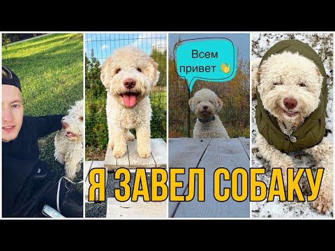 Видео: Я завел собаку. Лаготто Романьоло