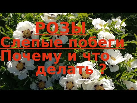 Видео: Розы весной Проблемы развития и слепые побеги