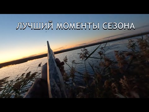 Видео: Лучшие моменты сезон 2025, охота, выстрелы, Ata neo X #hunting #охота