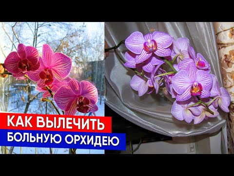 Видео: Как вылечить больную орхидею