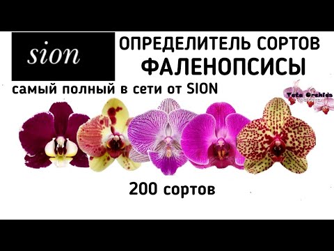 Видео: Орхидея ФАЛЕНОПСИС | ОПРЕДЕЛИТЕЛЬ СОРТА | Orchid Phalaenopsis. Qualifier of a grade. орхидеи orchids