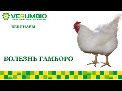 Видео: Болезнь Гамборо/ИББ/Инфекционная бурсальная болезнь птиц