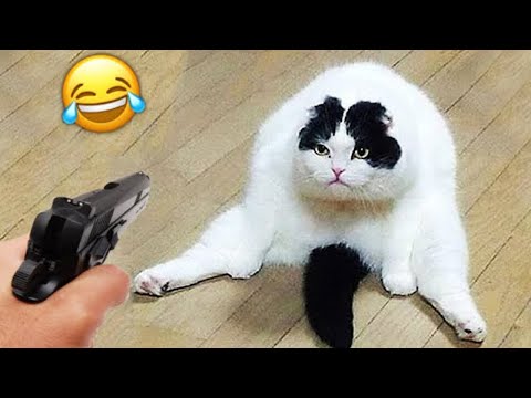 Видео: Не смейся 😂 Смешные видео с животными 2025 😅 Часть 17