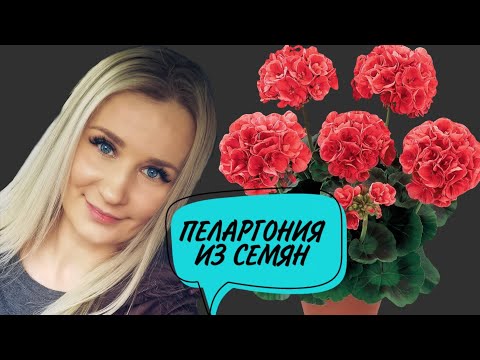 Видео: Пеларгония из семян / легко посеять, легко вырастить / МОЙ ОПЫТ / СЕЯЛА В ЯНВАРЕ, МОЖНО КРУГЛЫЙ ГОД
